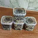 Brigadeiro de paçoca 