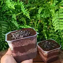Bolo de pote chocolate 